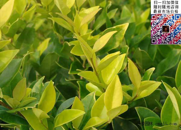 金森女貞 金森女貞