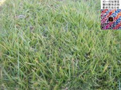 �R������ƺ