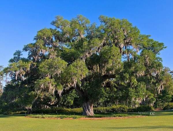 采購(gòu)綠化苗木 采購(gòu)綠化苗木