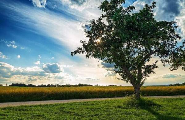 綠化苗木苗圃 綠化苗木苗圃