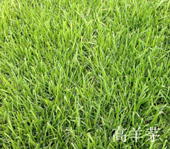 高羊茅 高羊茅