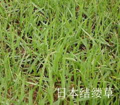 日本結縷草 日本結縷草