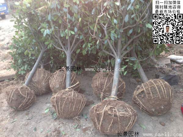 高桿紅葉石楠 高桿紅葉石楠