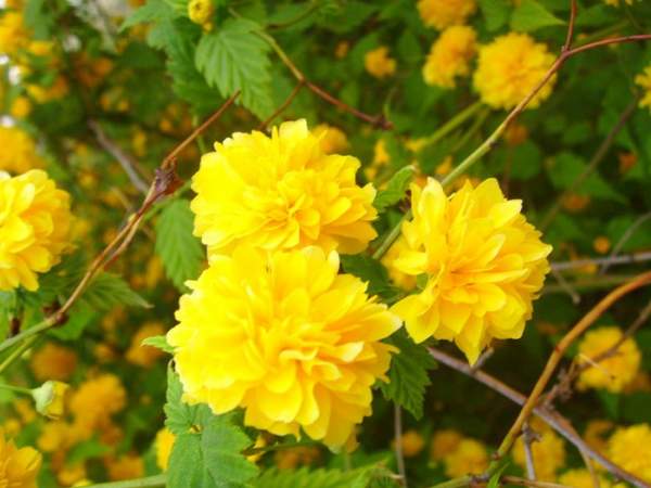 棣棠球價(jià)格以及棣棠球簡單介紹