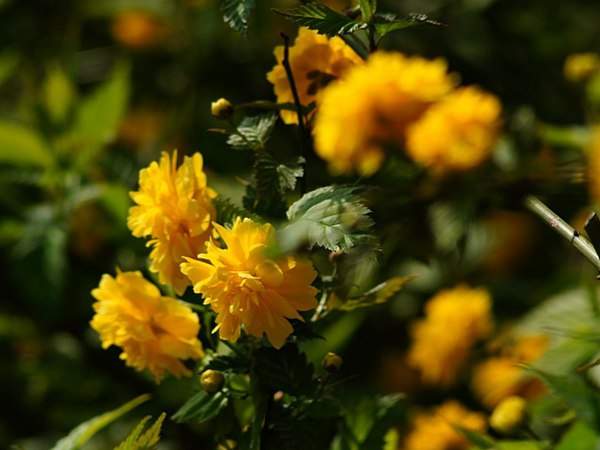 棣棠花的花語是什么？