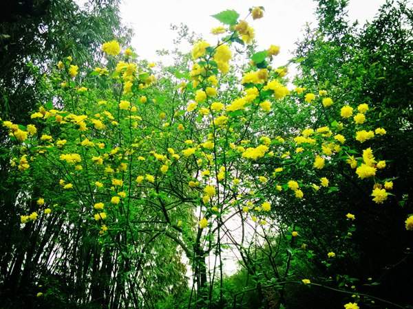 棣棠花的花語是什么？