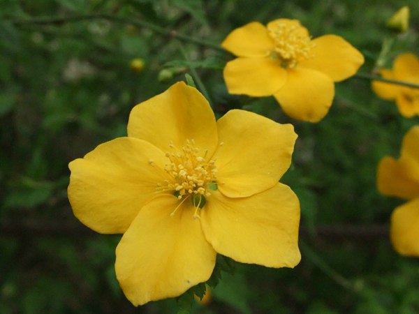 棣棠花的花語是什么？