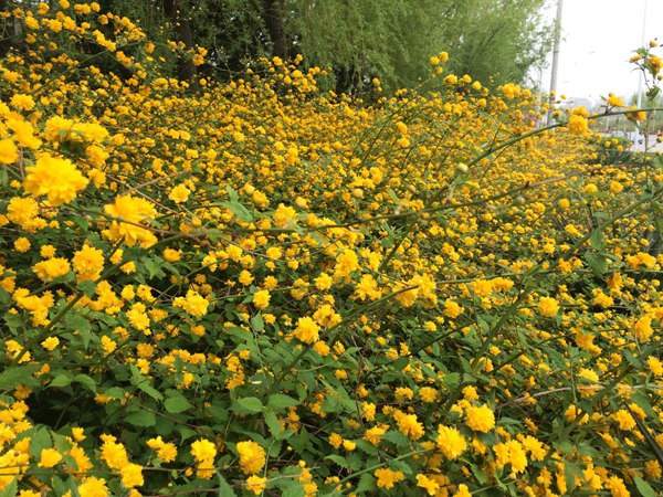 棣棠花的花語是什么？