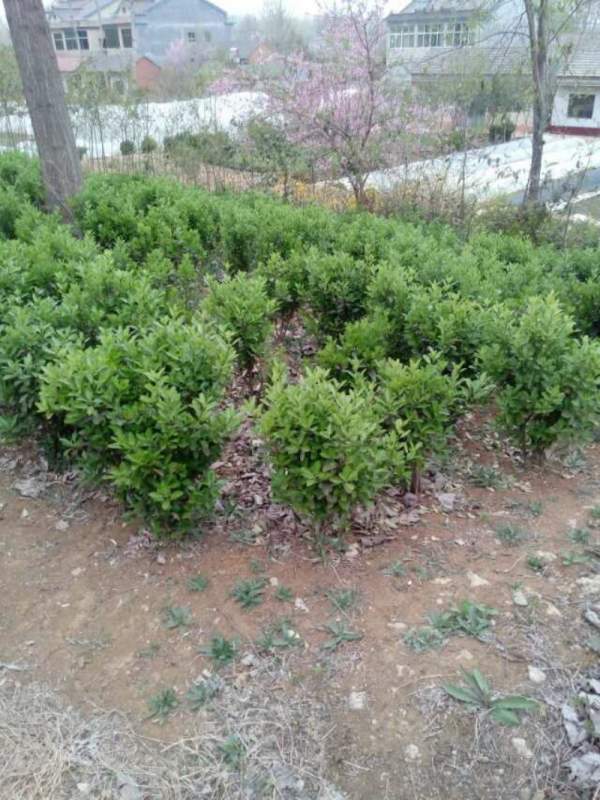 大葉黃楊哪家好 大葉黃楊哪家好