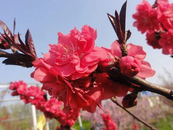 紅葉碧桃是用什么嫁接的？