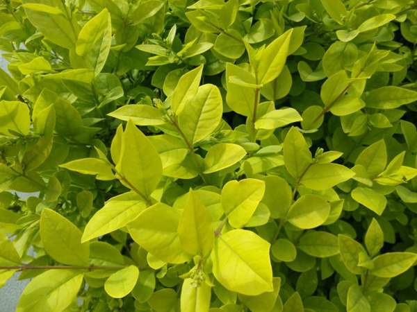 金葉女貞如何進(jìn)行繁殖育苗？