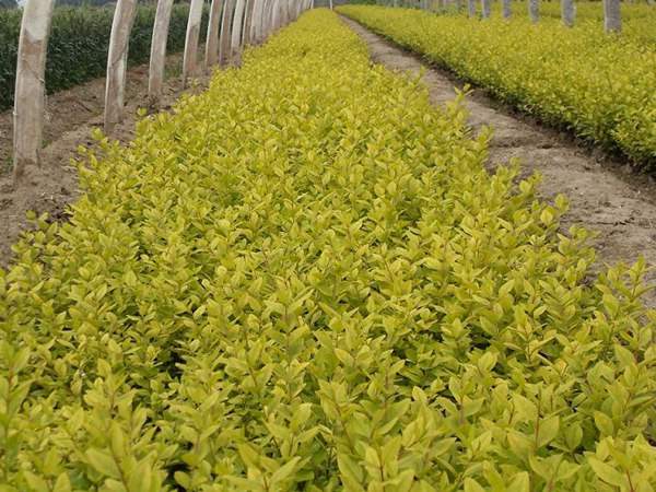 金葉女貞如何進(jìn)行繁殖育苗？