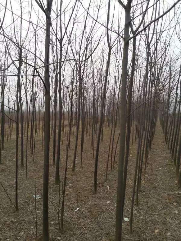 批發(fā)6公分7公分苦楝樹(shù) 批發(fā)6公分7公分苦楝樹(shù)