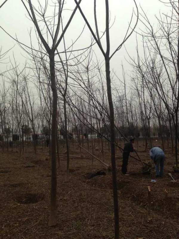 批發(fā)6公分7公分苦楝樹(shù) 批發(fā)6公分7公分苦楝樹(shù)