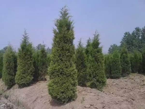 高度2.7米2.8米3米蜀檜價(jià)格優(yōu)惠 高度2.7米2.8米3米蜀檜價(jià)格優(yōu)惠