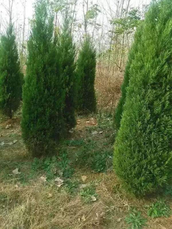 高度3米3.5米大蜀檜裝車_現(xiàn)場圖片 高度3米3.5米大蜀檜裝車_現(xiàn)場圖片