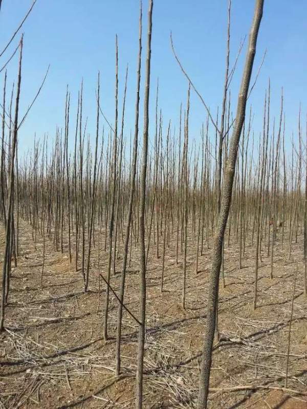 3公分4公分苦楝樹(shù)苗 3公分4公分苦楝樹(shù)苗