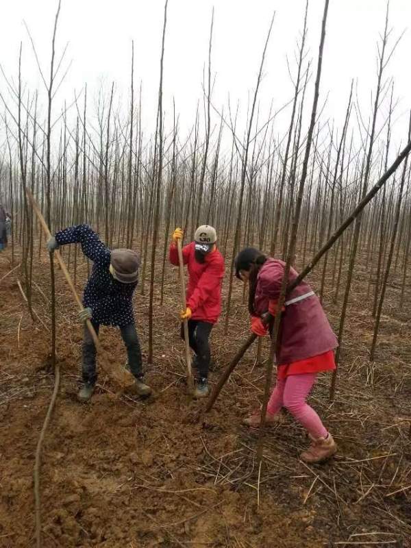 3公分4公分苦楝樹(shù)苗 3公分4公分苦楝樹(shù)苗