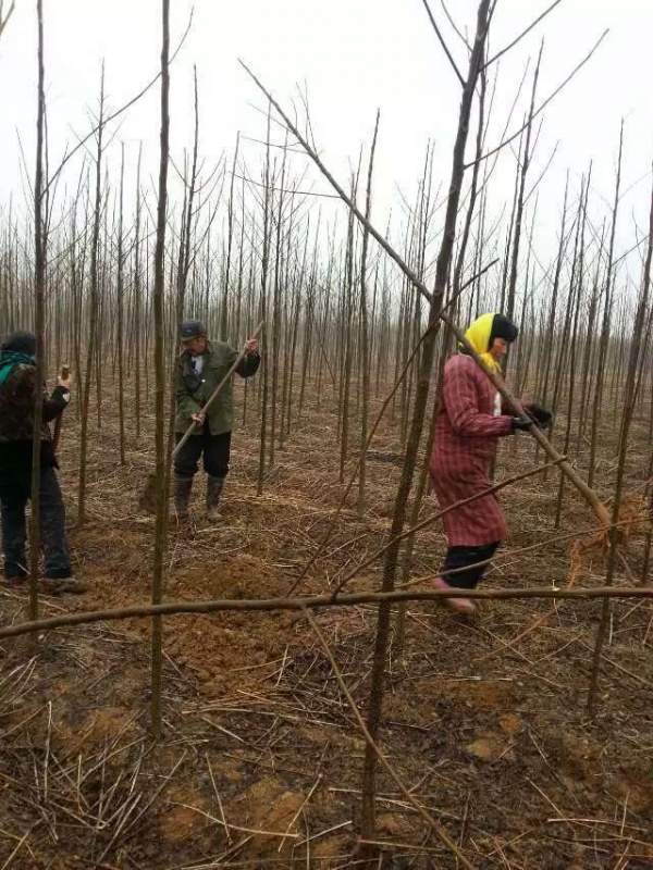 3公分4公分苦楝樹(shù)苗 3公分4公分苦楝樹(shù)苗