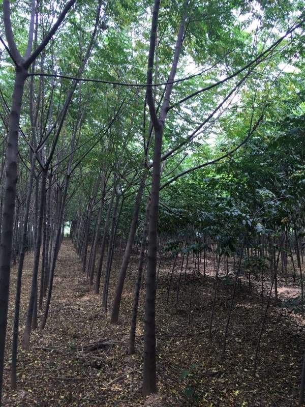 13公分14公分15公分苦楝樹(shù) 13公分14公分15公分苦楝樹(shù)