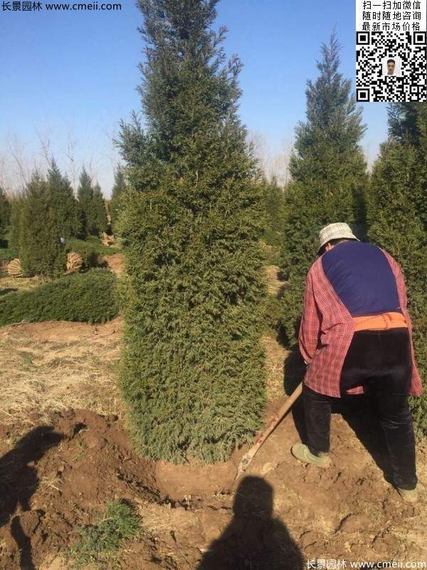 高度3米3.5米大蜀檜挖苗現(xiàn)場(chǎng)大量供應(yīng)中 高度3米3.5米大蜀檜挖苗現(xiàn)場(chǎng)大量供應(yīng)中