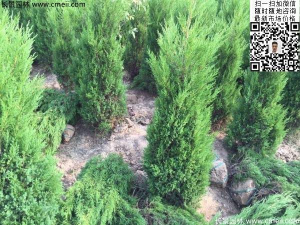 高度50公分60公分70公分蜀檜大量批發(fā)供應 高度50公分60公分70公分蜀檜大量批發(fā)供應