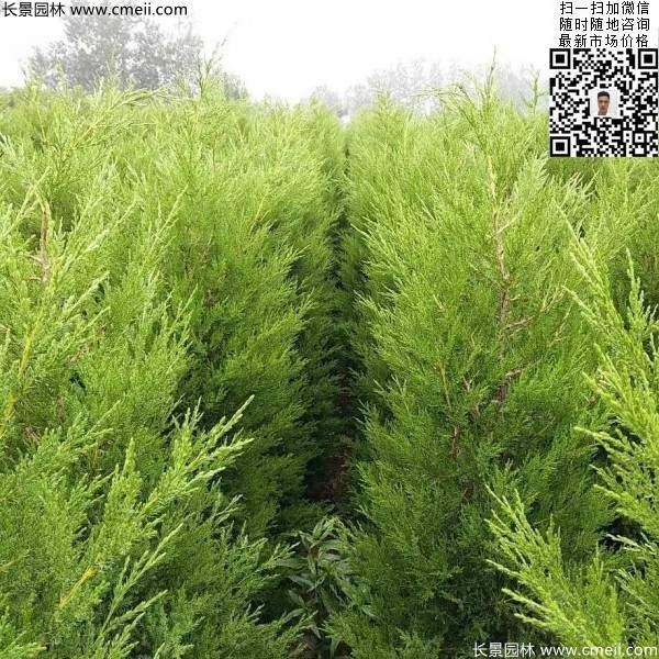 高度50公分60公分70公分蜀檜大量批發(fā)供應 高度50公分60公分70公分蜀檜大量批發(fā)供應