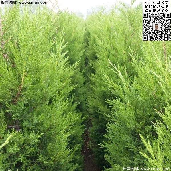 高度50公分60公分70公分蜀檜大量批發(fā)供應 高度50公分60公分70公分蜀檜大量批發(fā)供應