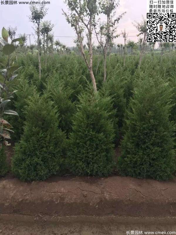 高度50公分60公分70公分蜀檜大量批發(fā)供應 高度50公分60公分70公分蜀檜大量批發(fā)供應