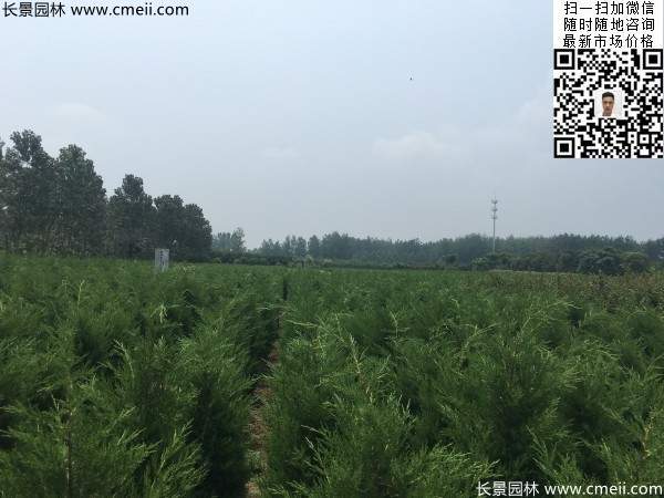 高度1米1.2米蜀檜精品苗優(yōu)惠價(jià)格出售 高度1米1.2米蜀檜精品苗優(yōu)惠價(jià)格出售