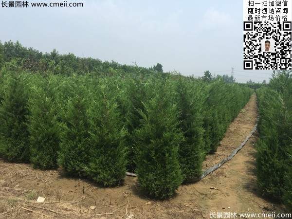高度1米1.2米蜀檜精品苗優(yōu)惠價(jià)格出售 高度1米1.2米蜀檜精品苗優(yōu)惠價(jià)格出售