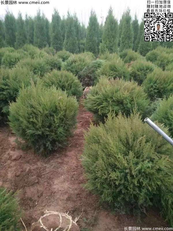 耐寒常綠球類(lèi)苗木蜀檜球圖片