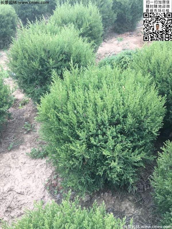 冠幅80公分1米1.2米1.5米塔柏球大量銷(xiāo)售現(xiàn)場(chǎng)圖片