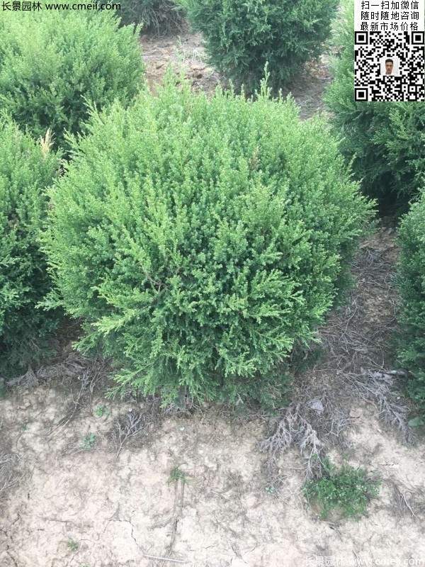 冠幅80公分1米1.2米1.5米塔柏球大量銷(xiāo)售現(xiàn)場(chǎng)圖片