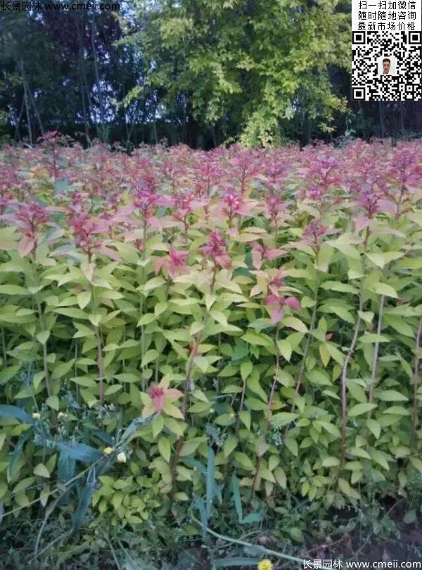 粉花繡線(xiàn)菊基地圖片