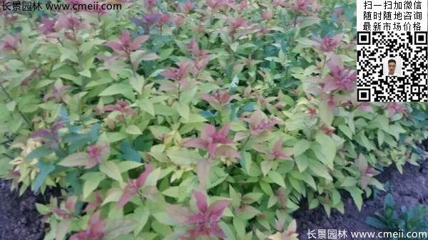 粉花繡線(xiàn)菊基地圖片