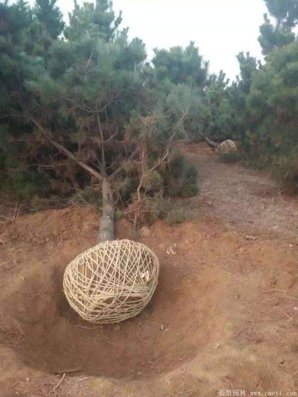 沭陽(yáng)黑松的優(yōu)勢(shì) 沭陽(yáng)黑松的優(yōu)勢(shì)