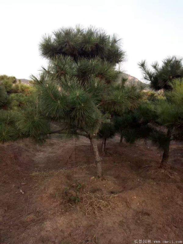 沭陽(yáng)黑松的優(yōu)勢(shì) 沭陽(yáng)黑松的優(yōu)勢(shì)