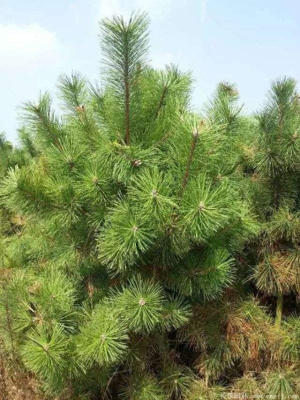 沭陽(yáng)黑松的優(yōu)勢(shì) 沭陽(yáng)黑松的優(yōu)勢(shì)