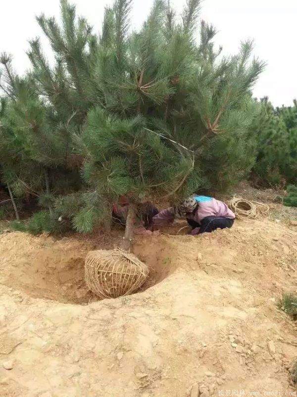 沭陽(yáng)黑松的優(yōu)勢(shì) 沭陽(yáng)黑松的優(yōu)勢(shì)