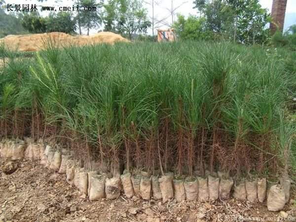 沭陽黑松苗、黑松樹