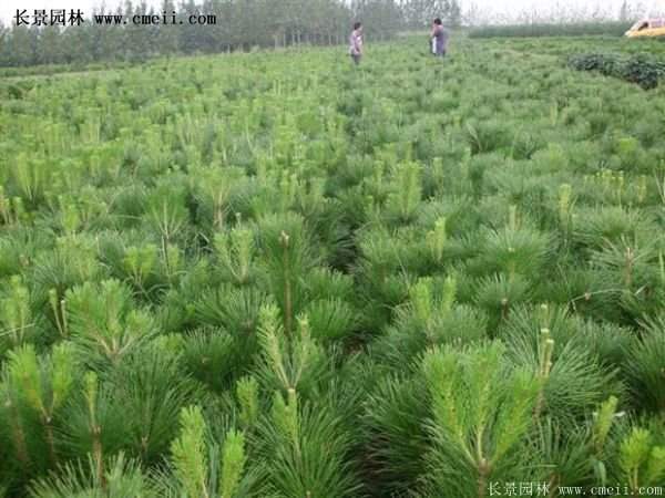 沭陽黑松苗、黑松樹