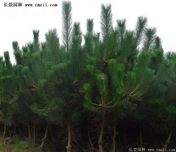 沭陽黑松苗、黑松樹