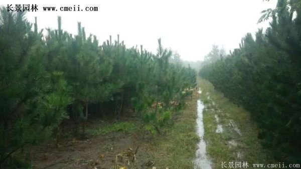 沭陽黑松苗、黑松樹