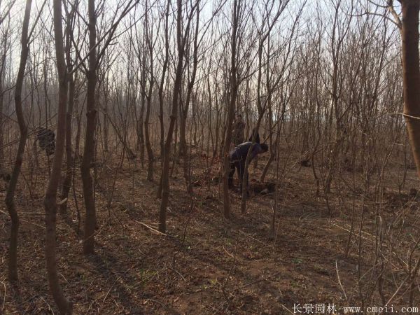 紅葉烏桕圖片紅葉烏桕基地實(shí)拍 紅葉烏桕圖片紅葉烏桕基地實(shí)拍