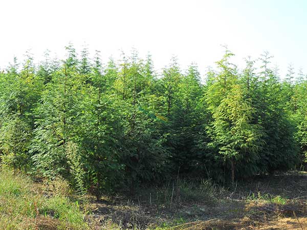 水杉樹圖片水杉樹基地實拍 水杉樹圖片水杉樹基地實拍