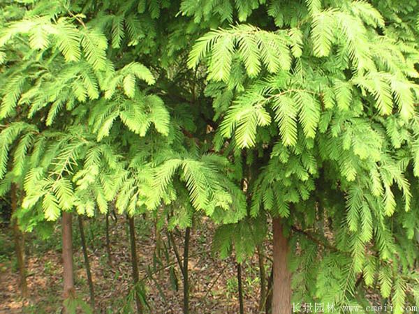 水杉樹圖片水杉樹基地實拍 水杉樹圖片水杉樹基地實拍