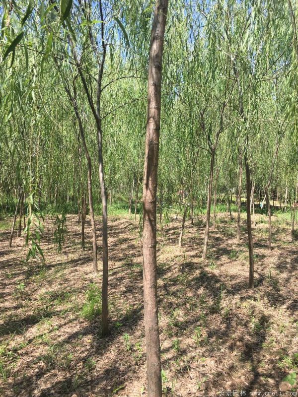 垂柳圖片垂柳基地實拍 垂柳圖片垂柳基地實拍