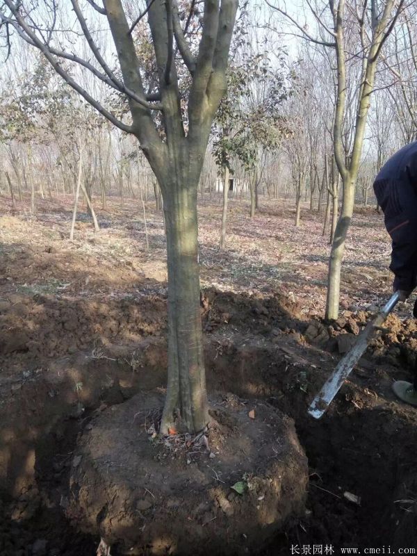 木瓜樹圖片木瓜樹基地實拍 木瓜樹圖片木瓜樹基地實拍