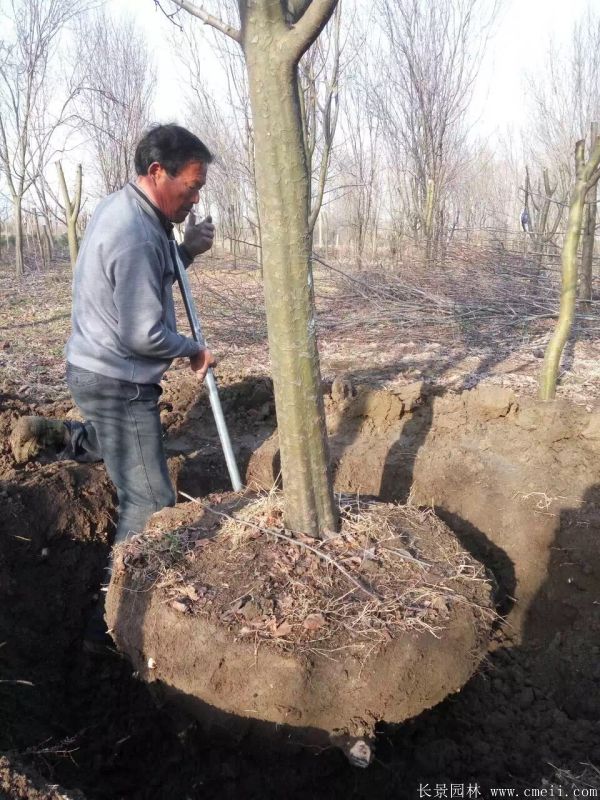 木瓜樹圖片木瓜樹基地實拍 木瓜樹圖片木瓜樹基地實拍